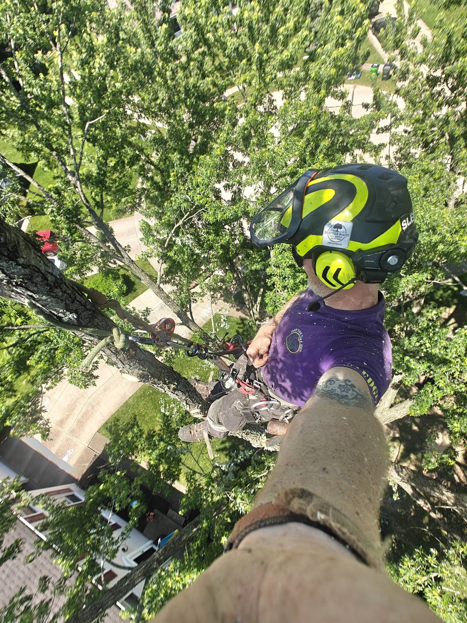 Overhead view from the treetop
